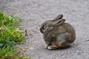 Як годувати кроликів? Як годувати кроликів?